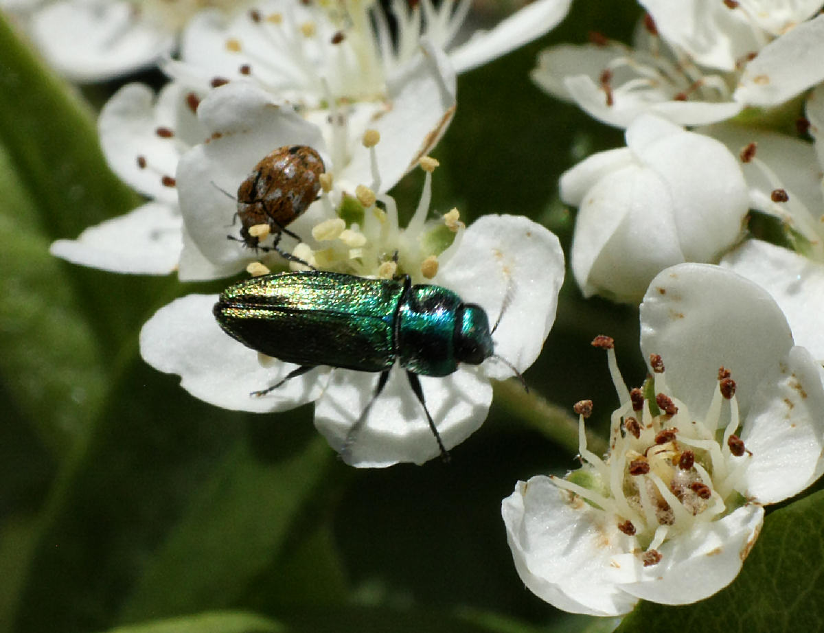 da identificare - Anthaxia cf. thalassophila thalassophila